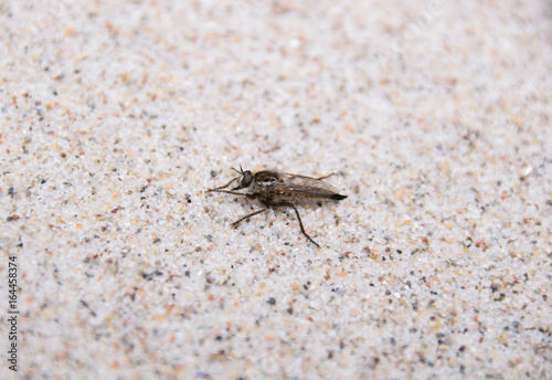 Sand, Mücke, Ostsee, Nordsee, Meer, Strand, Insekt, Stechen, Blut, sauger, fliegen, Sausen, Nerven