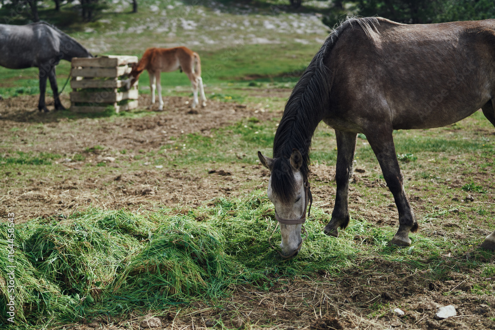 Livestock, horses grazing in a meadow in the mountains in the fog Livestock, horses grazing in a meadow in the mountains in the fog