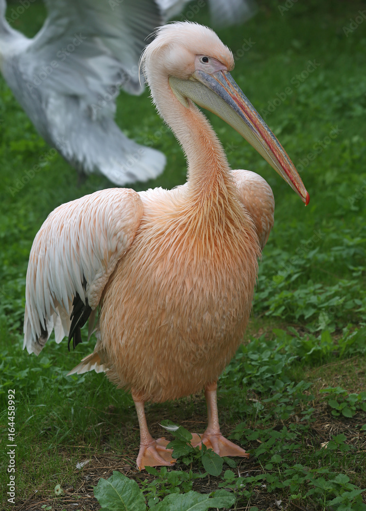 Portrait of a great white pelican in full growth close-up on green grass Portrait of a great white pelican in full growth close-up on green grass