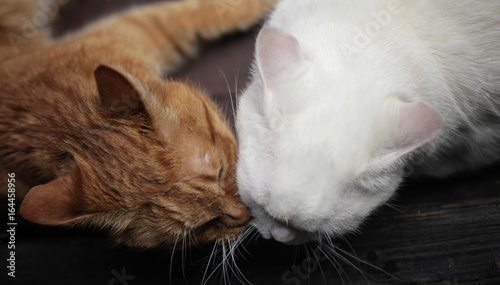 two beautiful cats cleaning each other