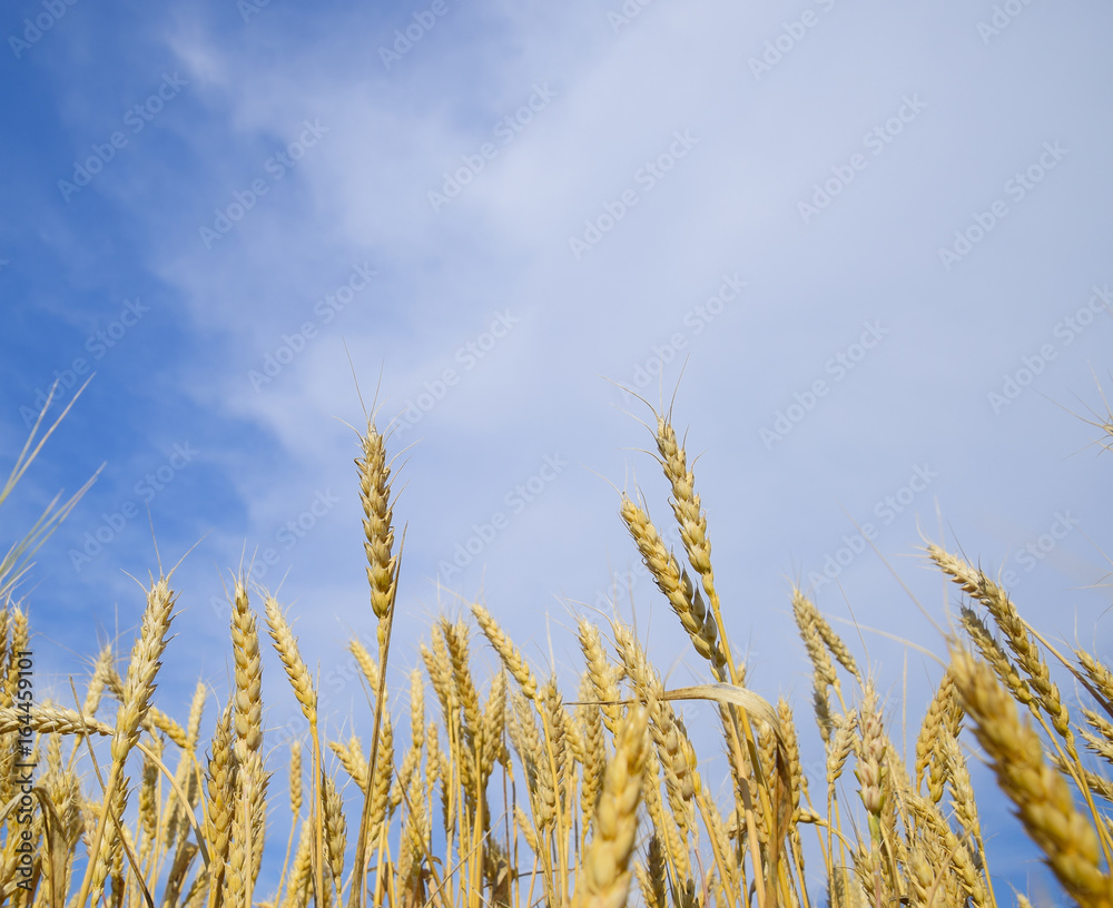 Obraz premium Spikelets of wheat against the blue sky. Mature wheat.