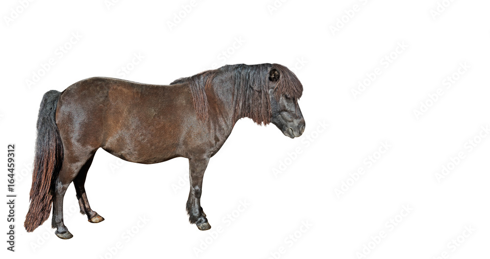 Fototapeta premium Mini Horse Falabella miniature on White Background