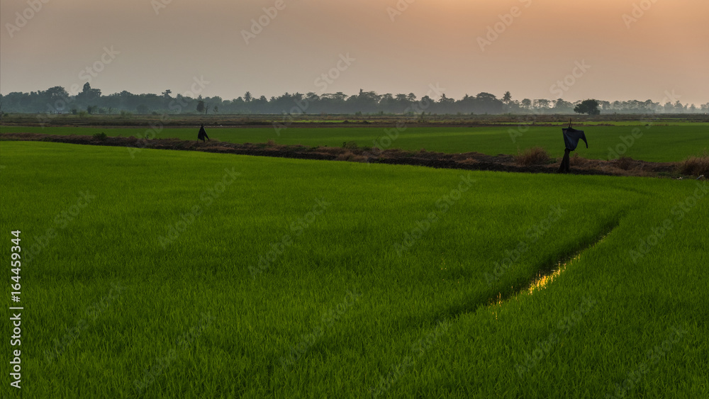 field with green grass against the sunset sky.
