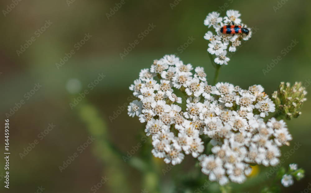 White meadow flower closeup. Red beetle on the white flower. White meadow flower closeup. Red beetle on the white flower.