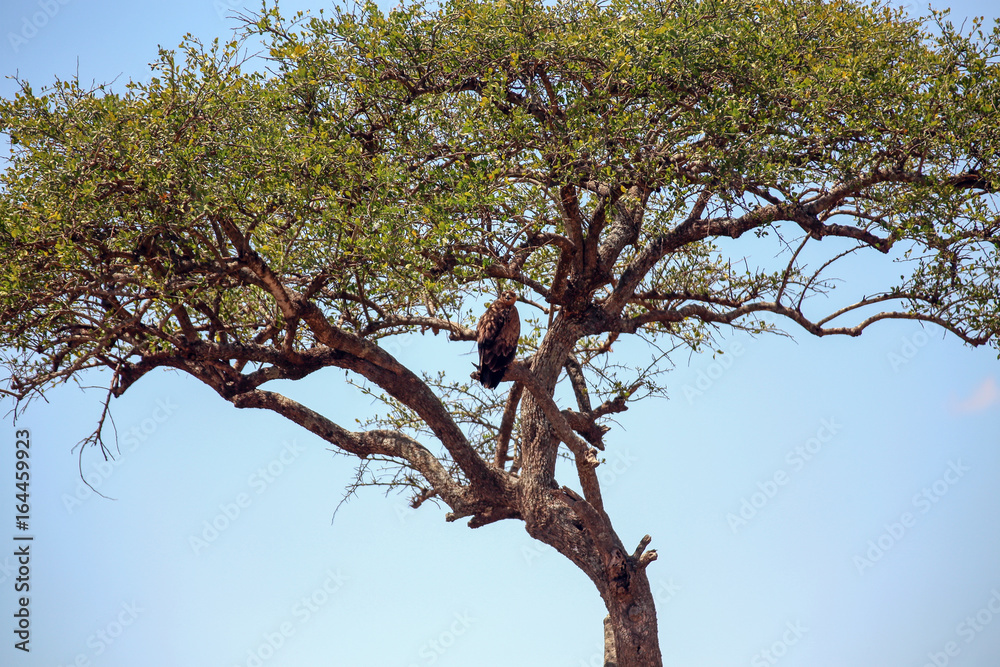 Fototapeta premium Tawny Eagle