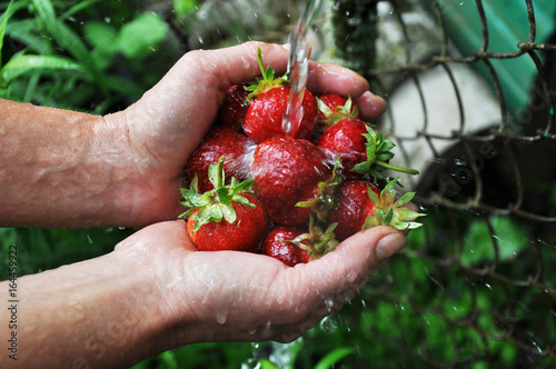 Hands holding and washing ripe strawberries.