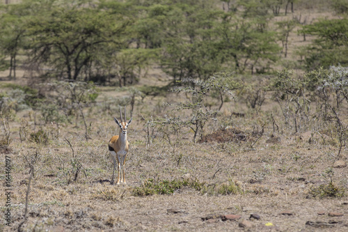 Thomson s Gazelle