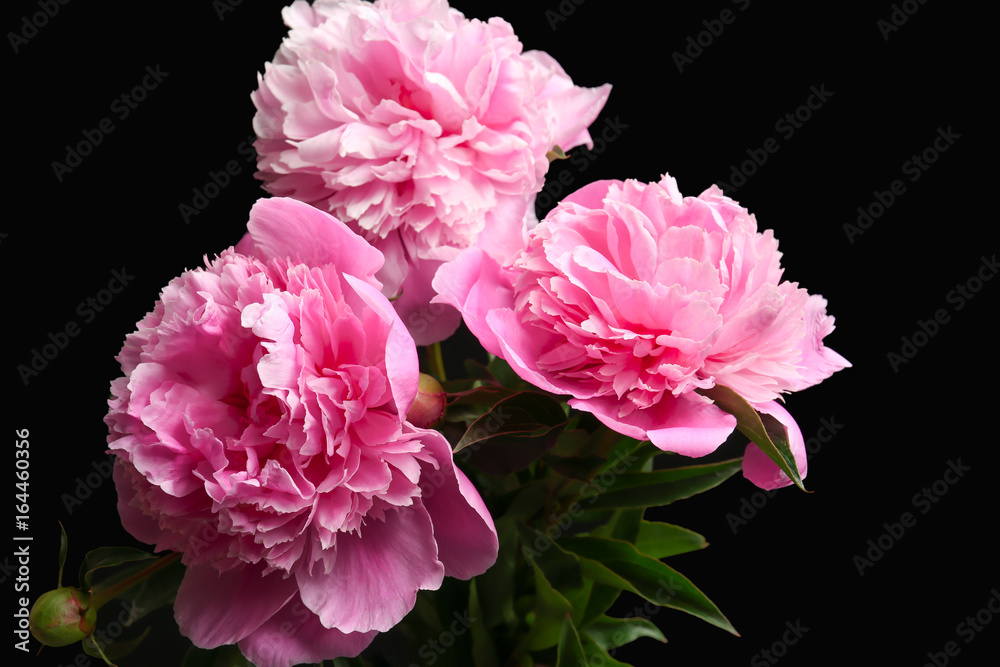 Obraz premium Beautiful peony flowers on dark background, closeup