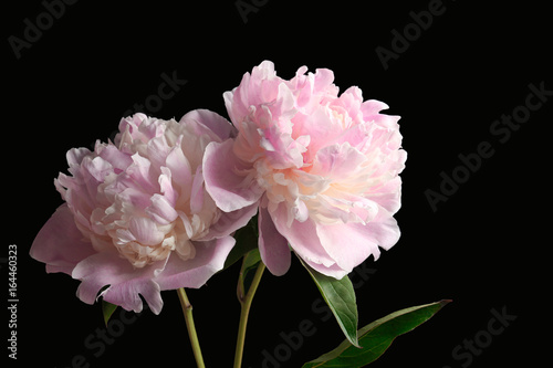 Beautiful peony flowers on dark background