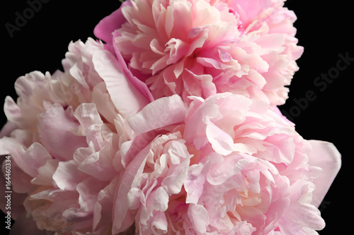Fototapeta Naklejka Na Ścianę i Meble -  Beautiful peony flowers on dark background, closeup