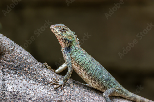 Chameleon basking in sun on a branch © Snapchitra
