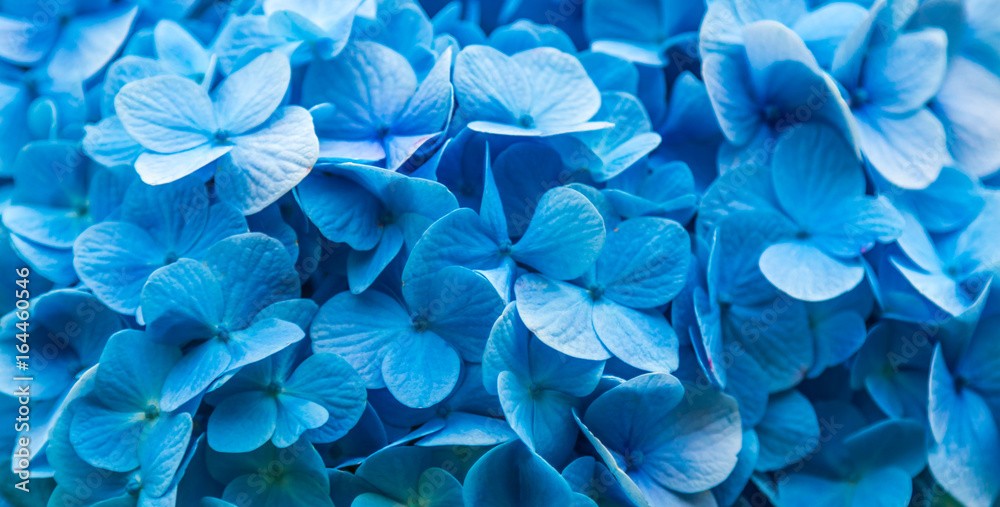 Fototapeta Niebieskie tło z kwiatami.