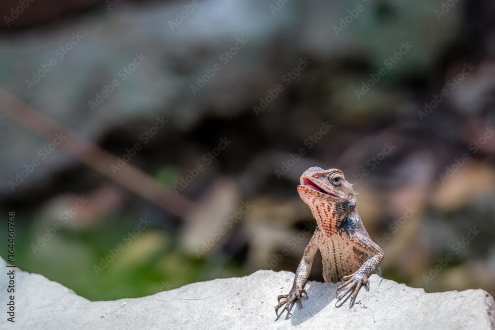 Chameleon basking on a concrete block Chameleon basking on a concrete block