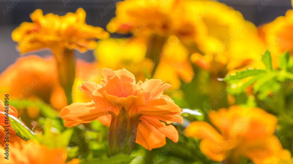 Obraz premium Fundo com flores amarelas.