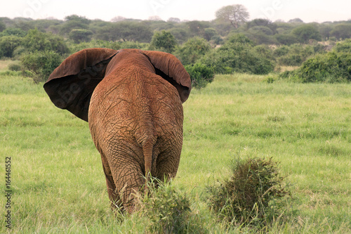 African elephant leaving visitors at the Savannah in Tsavo West Reserve