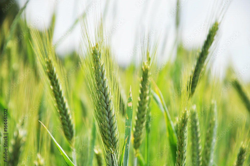 Green ears of rye on the field close up.