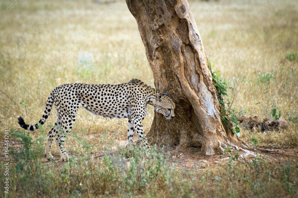 Cheetah comes to the tree on a savanna in the Tsavo West reservation Cheetah comes to the tree on a savanna in the Tsavo West reservation