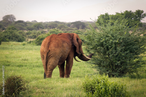 African elephant walking towards bush at Tsavo West Reserve