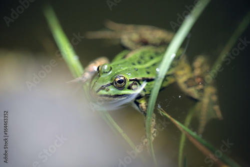 mała zielona żabka