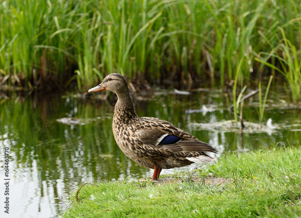 Female duck staying on the riverbank near the river Female duck staying on the riverbank near the river