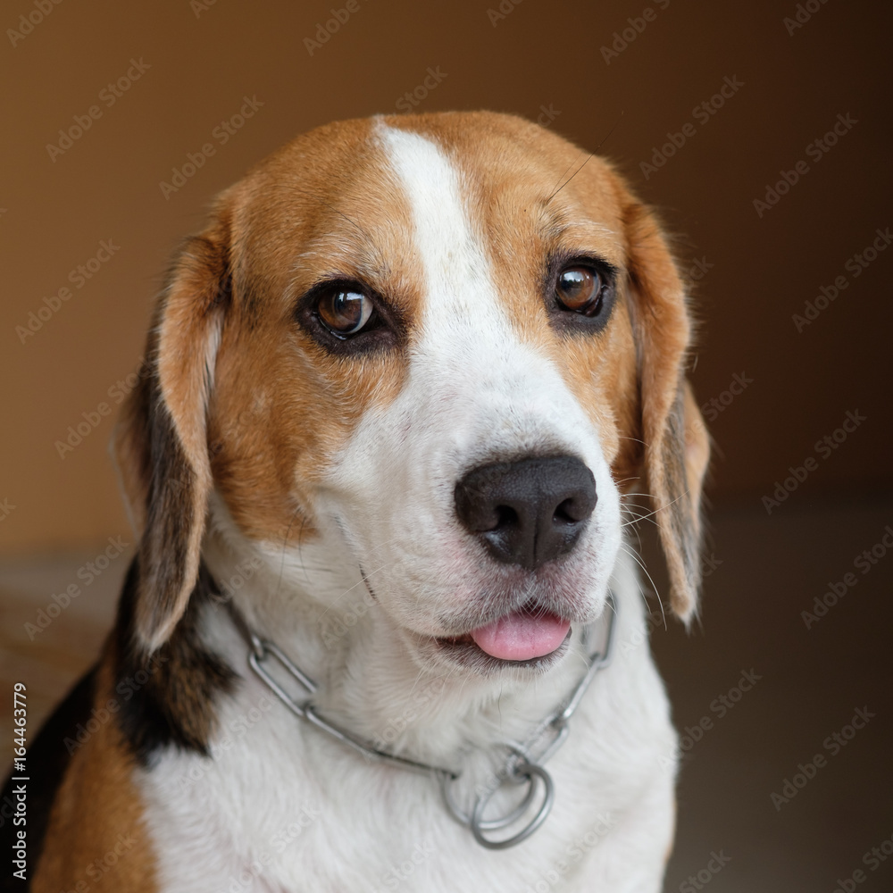 beagle dog portrait make eye contact
