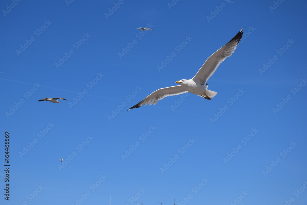 Obraz premium Mouette en plein vol