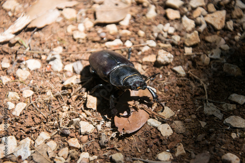 beetle in the forest