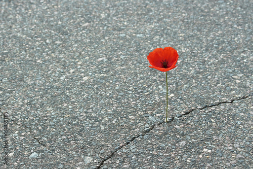 Fototapeta Naklejka Na Ścianę i Meble -  Mohnblume auf Straße