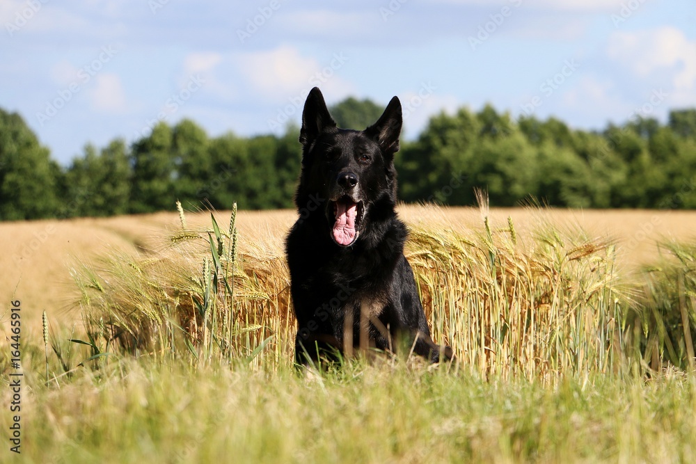 schäferhundportrait im kornfeld schäferhundportrait im kornfeld