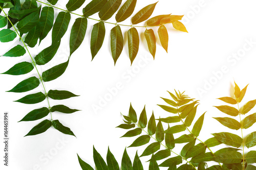 Green leaf branches on white background. flat lay, top view. Sun Flare photo