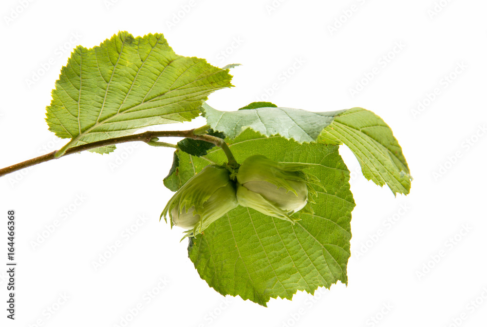 Fototapeta premium Green walnut hazelnut isolated