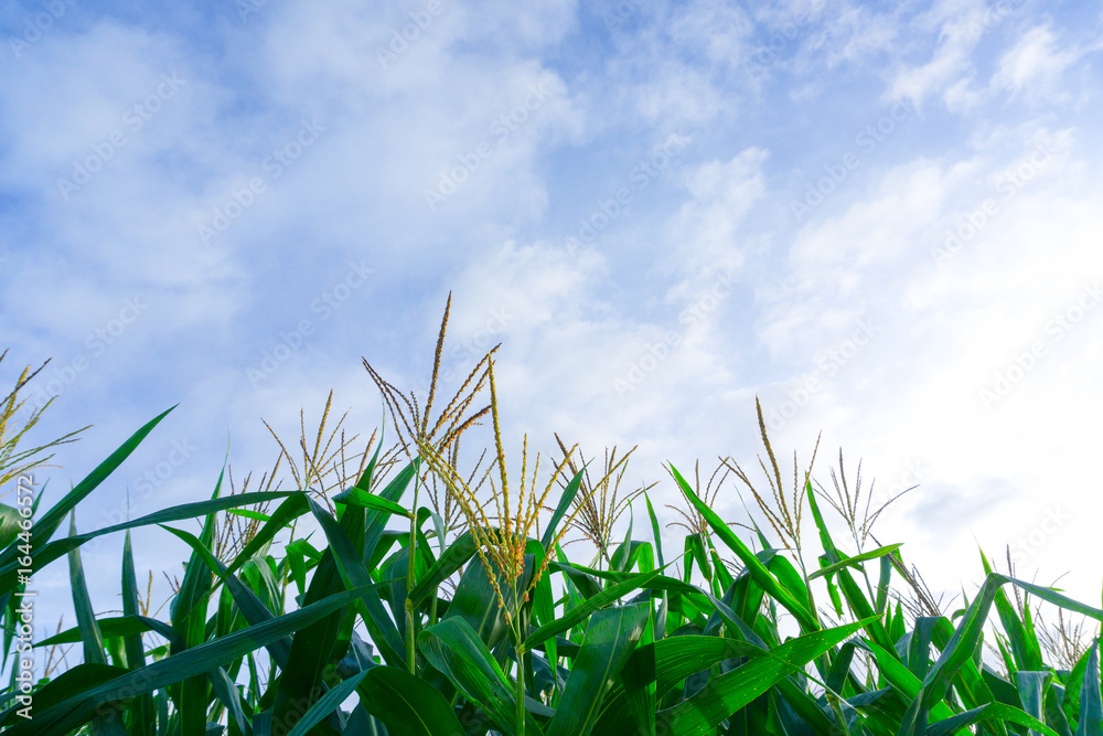 Obraz premium Corn look from the bottom