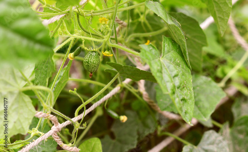 Wallpaper Mural Leafy cucamelon vine with curly tendrils and developing fruits Torontodigital.ca