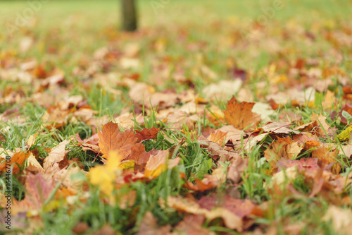fallen autumn leaves in town park on ground
