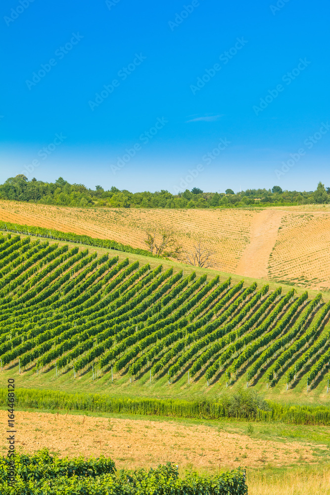      Beautiful green countryside landscape, vineyard in Daruvar region, Croatia 