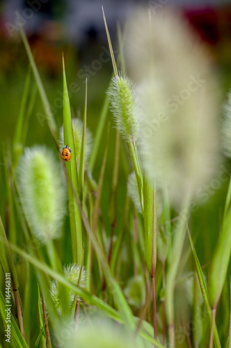 a ladybug  cocoon in foxtails
