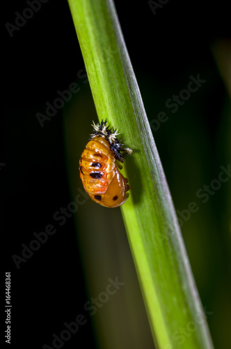 a ladybug cocoon