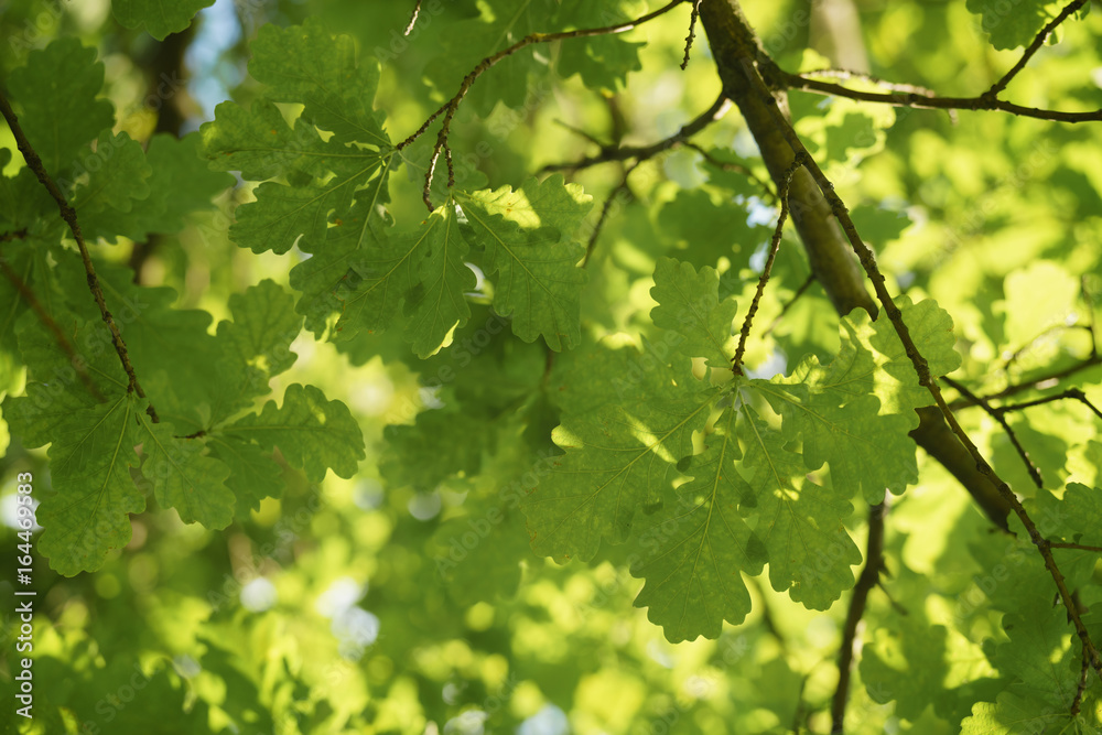 green oak leaves against blue sky in sunny day green oak leaves against blue sky in sunny day