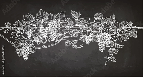 Vine sketch on chalkboard