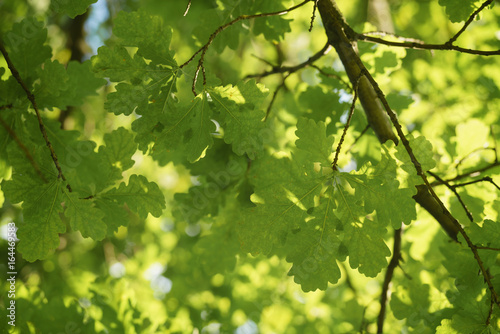 green oak leaves against blue sky in sunny day