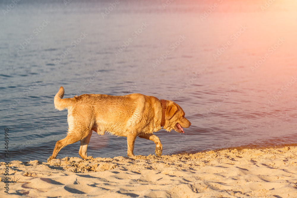 Labrador retriever on the beach. Sun flare