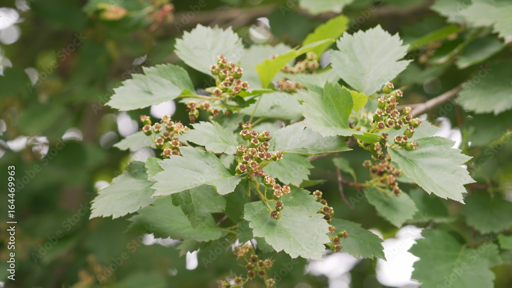 green hawthorn berries in summer day green hawthorn berries in summer day