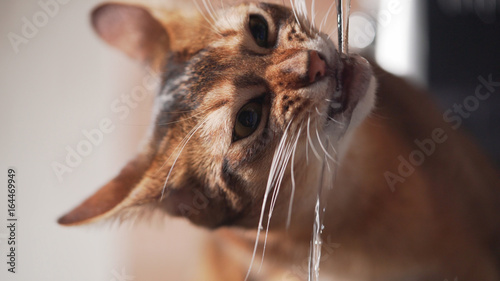 Canvas Print closeup shot of abyssinian cat drinking water from faucet