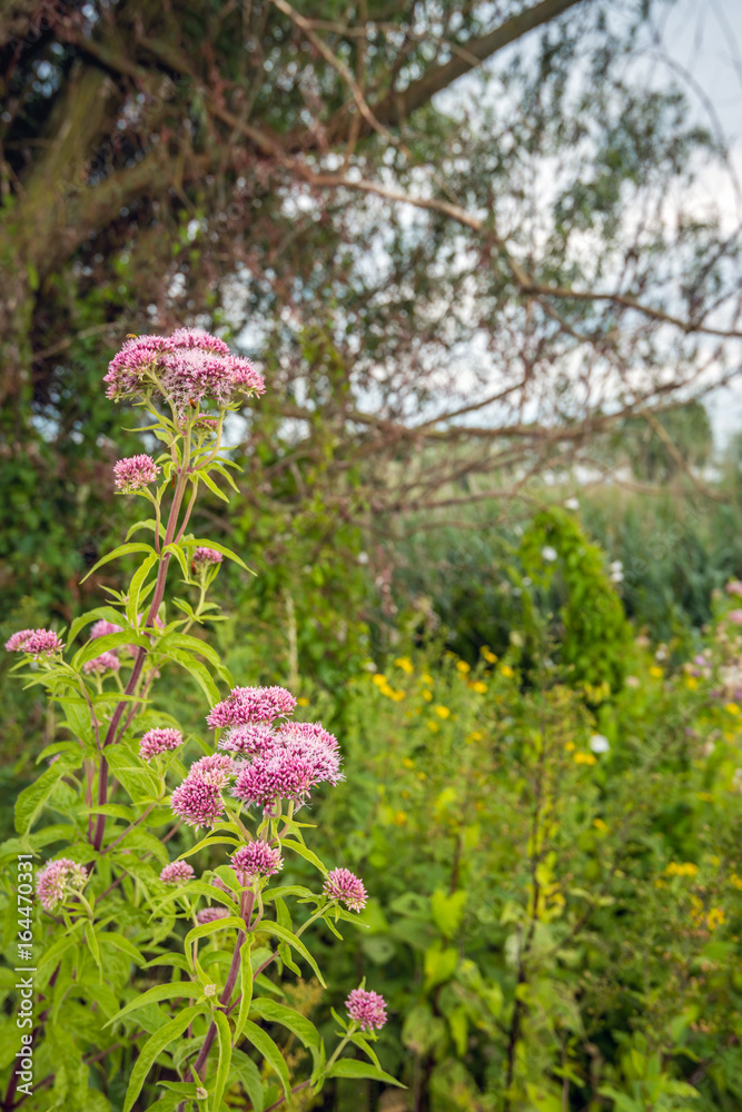 Pale dusty pink flowering hemp-agrimony in the foreground of a rural landscape Pale dusty pink flowering hemp-agrimony in the foreground of a rural landscape