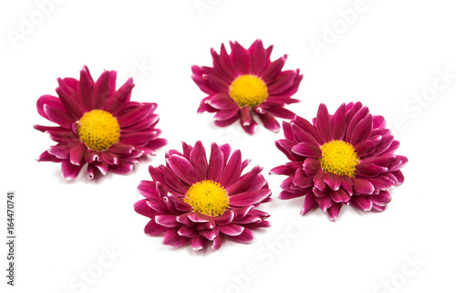 Chrysanthemum isolated