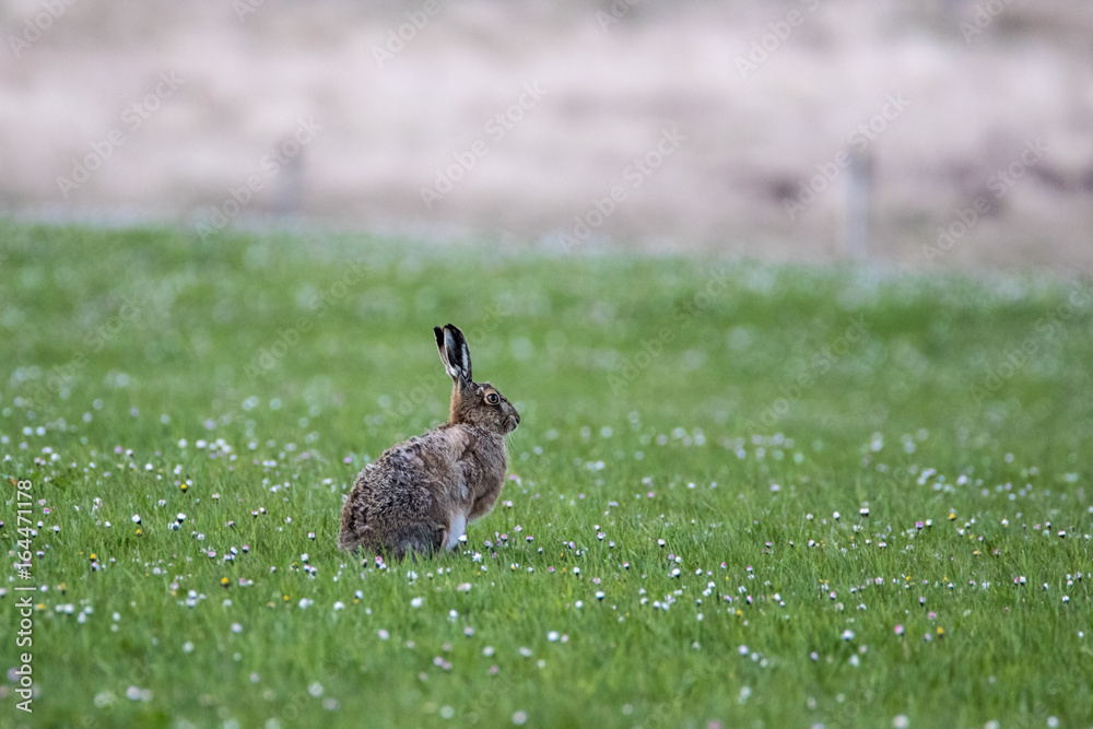 Obraz premium Brown Hare (Lepus europaeus) alert and sitting in a daisy covered field