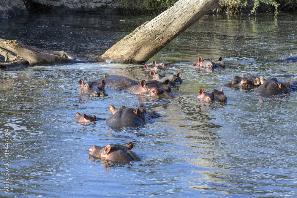 Fototapeta premium Hippos