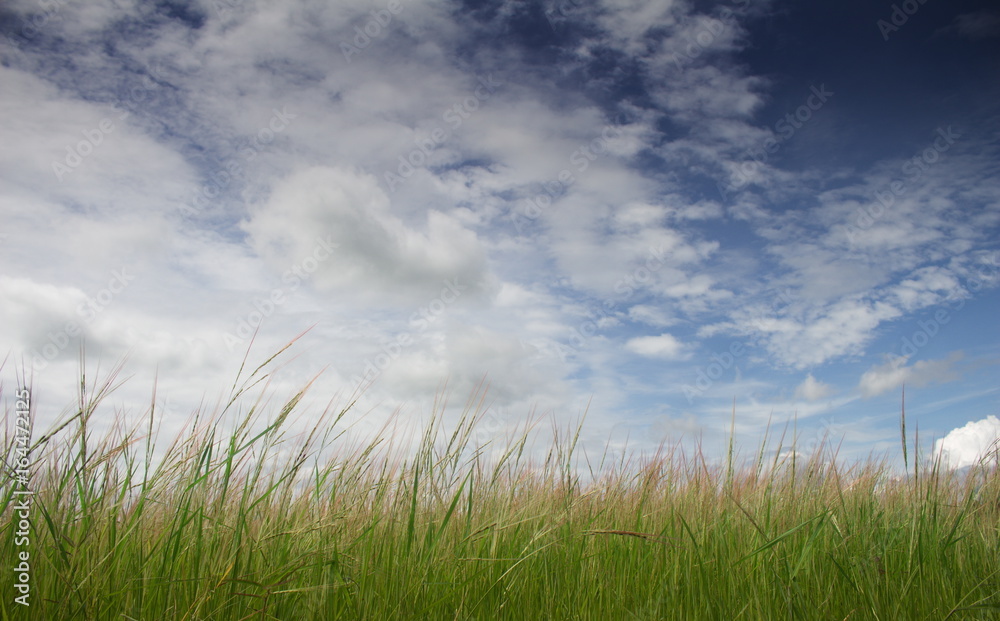 Wallpaper for Blue Sky and Grass flower Wallpaper for Blue Sky and Grass flower