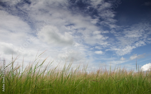 Wallpaper for Blue Sky and Grass flower