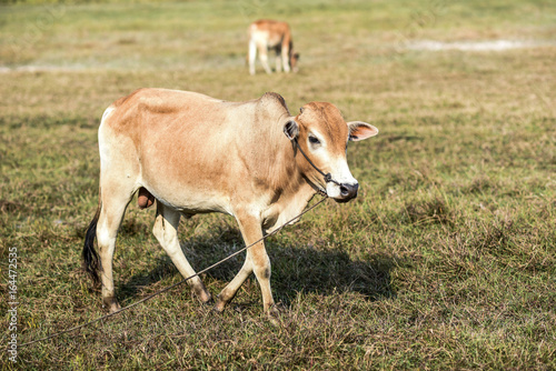 Cow on a field in Cambodia, summer time, sunny day.
